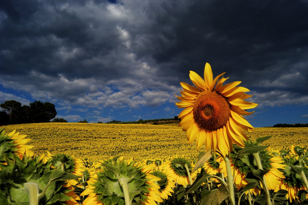 Val d'Orcia